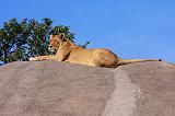 TANZANIA - Serengeti National Park - Leonessa su Kopjies - 15